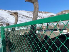 -新疆天山野生动物园