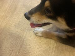 -南京Hallo宠物乐园·哈罗犬舍·柴犬繁育基地