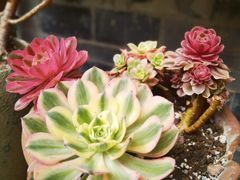 -华冠悠岚·庭院餐厅(青城后山店)