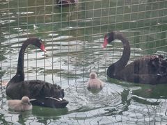 -荆州中山公园动物园