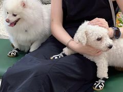 -帕帕拉兹宠物(亚洲旗舰店)