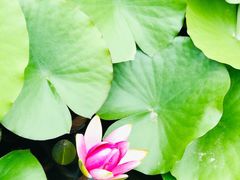 -济南国际园博园