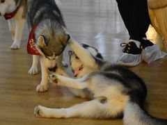 -Husky Go! 哈士奇体验馆·宠物咖啡厅狗咖