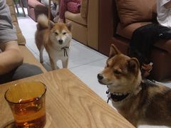 -柴务处·柴犬主题狗咖