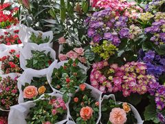 -金科花卉市场