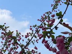 -高东镇樱花园