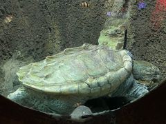 -太平洋海底世界