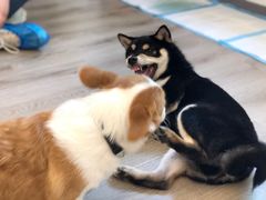 -浣熊柯尔鸭土拨鼠·电玩咖
