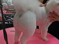 -宠福鑫康馨动物医院·骨科·眼科