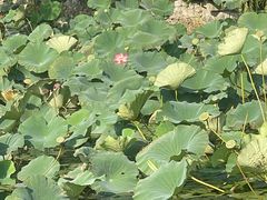 -长春市南湖公园