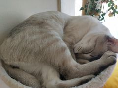 -藏猫猫咖啡主题馆(中央大道店)