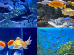 -海合安天津极地海洋公园