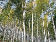 -上海佘山国家森林公园天马山园