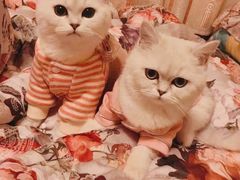 -欣宠猫屋·矮脚拿破仑·蓝金金渐层