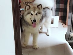 -翊宠yipet猫狗购宠庄园犬舍•猫舍