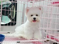 -萌宠之家·腊肠犬·马尔泰·小体犬舍