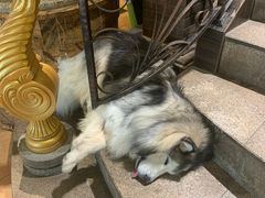 -more than meow吴止猫主题餐厅(承德 中船汇店)