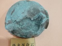 -上海大自然野生昆虫馆(东方明珠·爬宠昆虫探索中心)