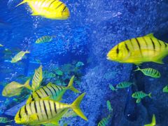 -太平洋海底世界