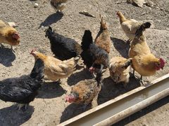 -甜心庄园·甜心草莓采摘园(西青中北店)