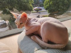 -CAT’S MEWSTAR CAFE·喵星球猫屋(晴湾咖啡店)