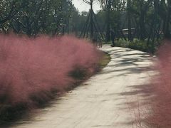 -白鹭湾湿地公园