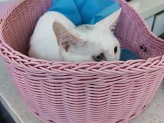 -纳吉亚猫专科动物医院·北北分院