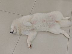 -安格丽娜·狗咖·猫咖羊驼咖(春熙路百盛商场店)