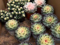 -龙大花卉苗木市场