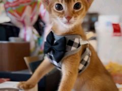 -欣宠猫屋·矮脚拿破仑·蓝金金渐层