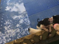 -萌宠亲子动物乐园(槐房万达店)