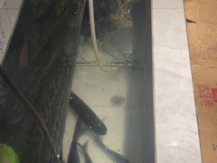 -蜀韵川香水煮鱼(泰山路店)