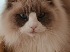 -鼓捣猫呢主题猫咖店