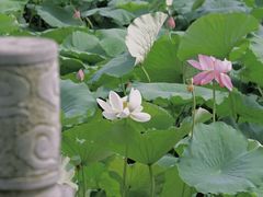 -莫愁湖公园