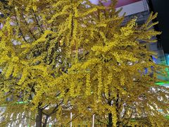 -黄兴南路步行商业街