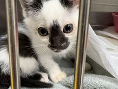 -安安宠医宠物医院·异宠·犬猫内科(岳阳分院)