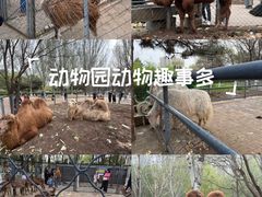 -长白岛森林公园