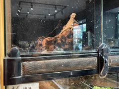 -酷以爬仙阁实体爬宠店·守宫·蜥蜴·专业繁育