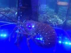 -当米亚诺意大利餐厅(武汉光谷凯悦酒店)