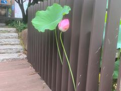 -陈家山荷花公园