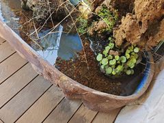 -崂山印象·青岛·海鲜渔家菜