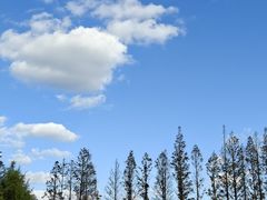 -黄海国家森林公园