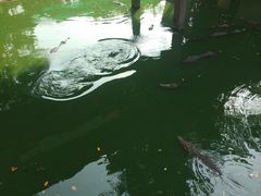 -是拉差龙虎园(Permanently closed)