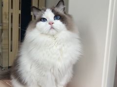-老吴的猫·猫舍(新区店)