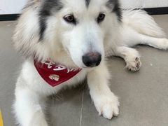 -Husky Go! 哈士奇体验馆·宠物咖啡厅狗咖