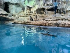 -帝企鹅自助餐厅•儿童岛•真企鹅(长隆企鹅酒店)