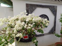 -石家庄市植物园