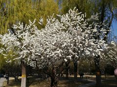 -莲花池公园