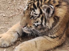 -鄂尔多斯野生动物园