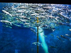 -成都浩海立方海洋公园